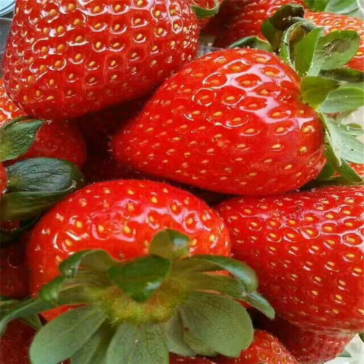 西双版纳草莓苗菠萝草莓苗格多少钱