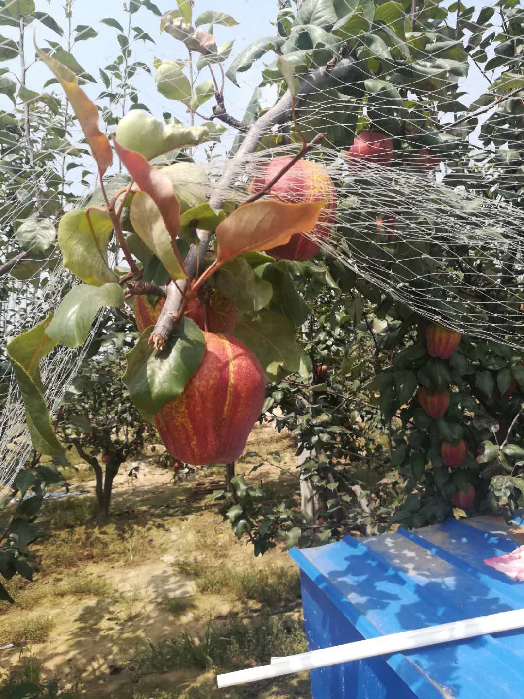 汕头香梨梨树苗出售