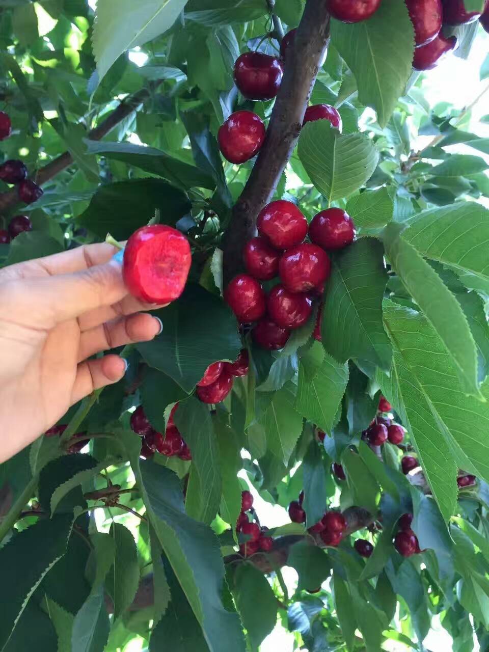 美国大红樱桃树苗定植方法