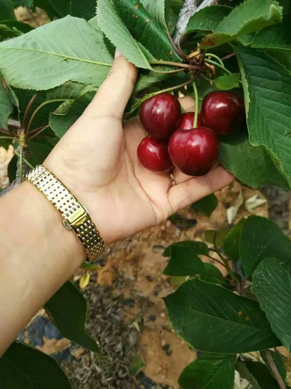 美国大红樱桃树苗定植方法