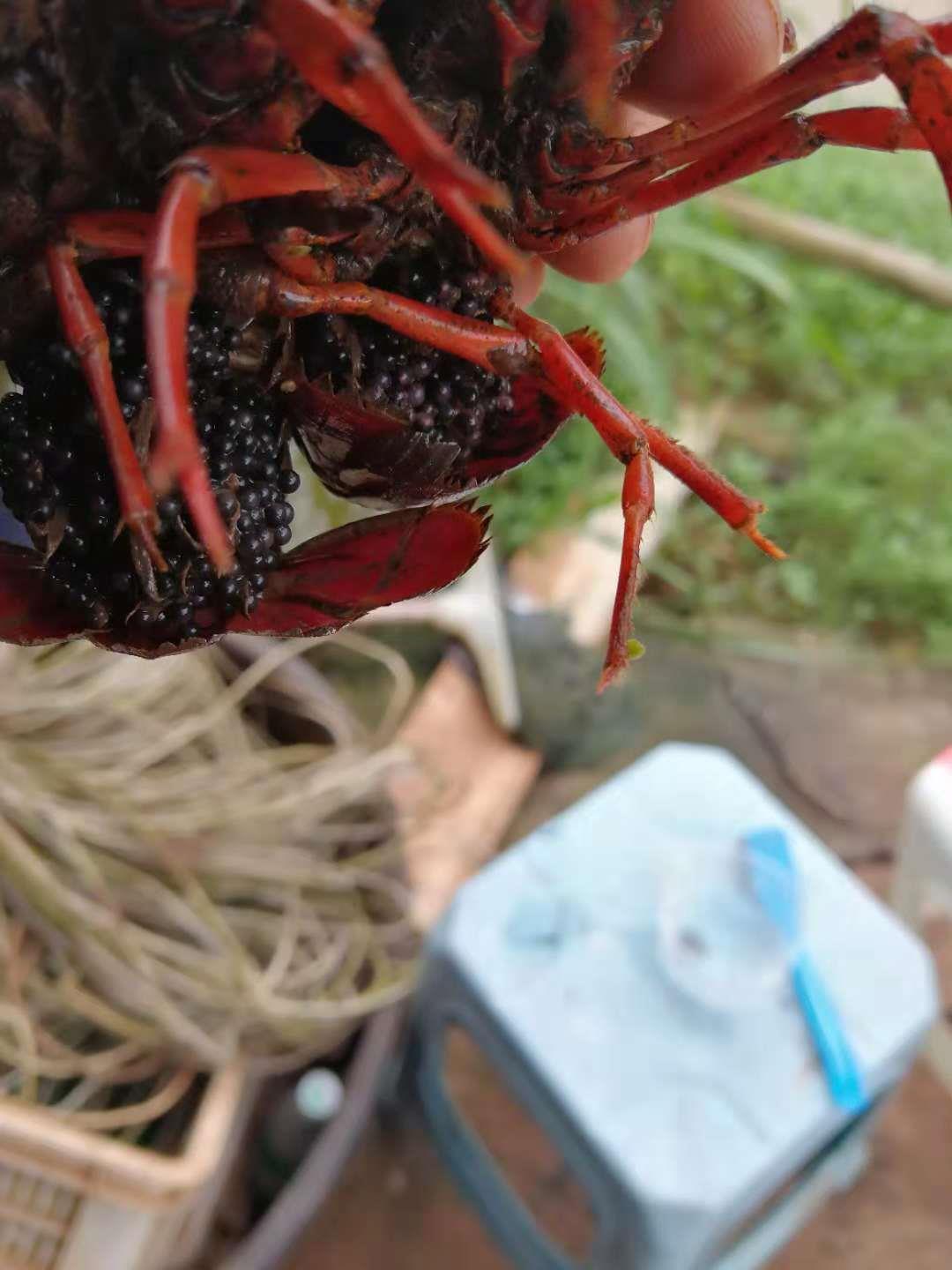 黔西南淡水小龙虾苗养殖技术培训