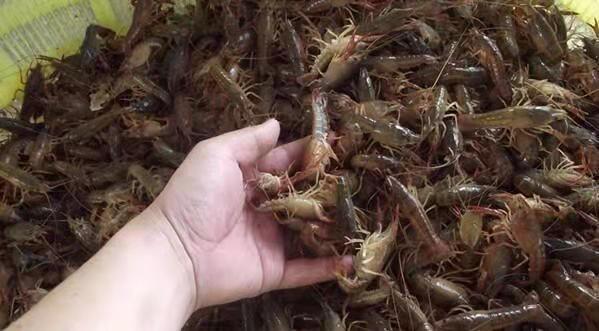 达州淡水小龙虾苗养殖技术培训