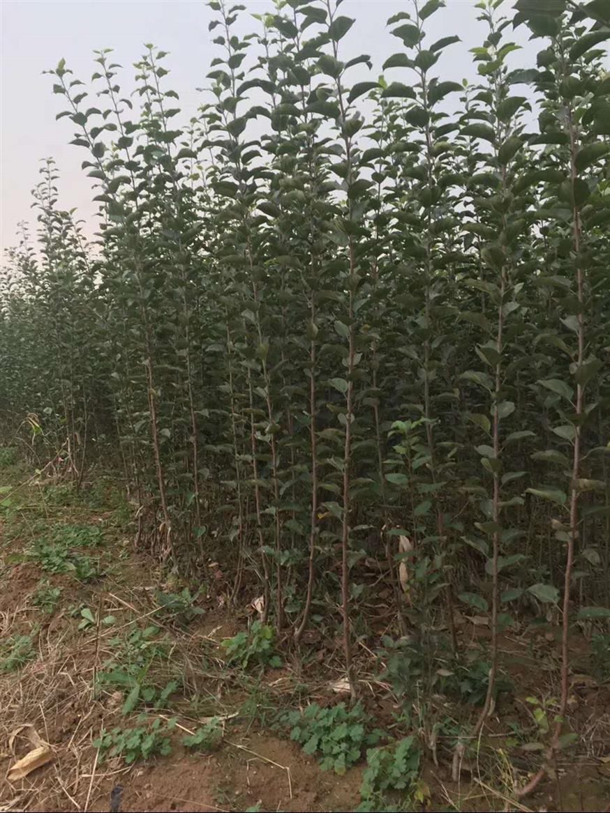 6公分山西苹果树供应商