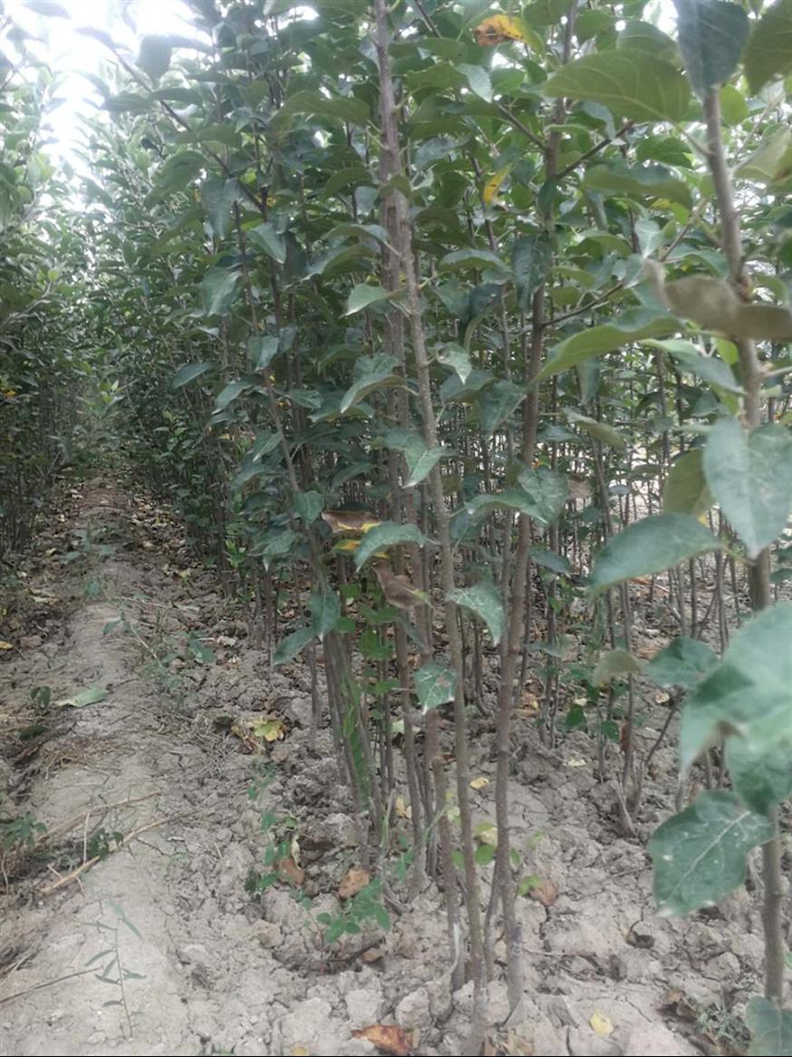 6公分山西苹果树供应商