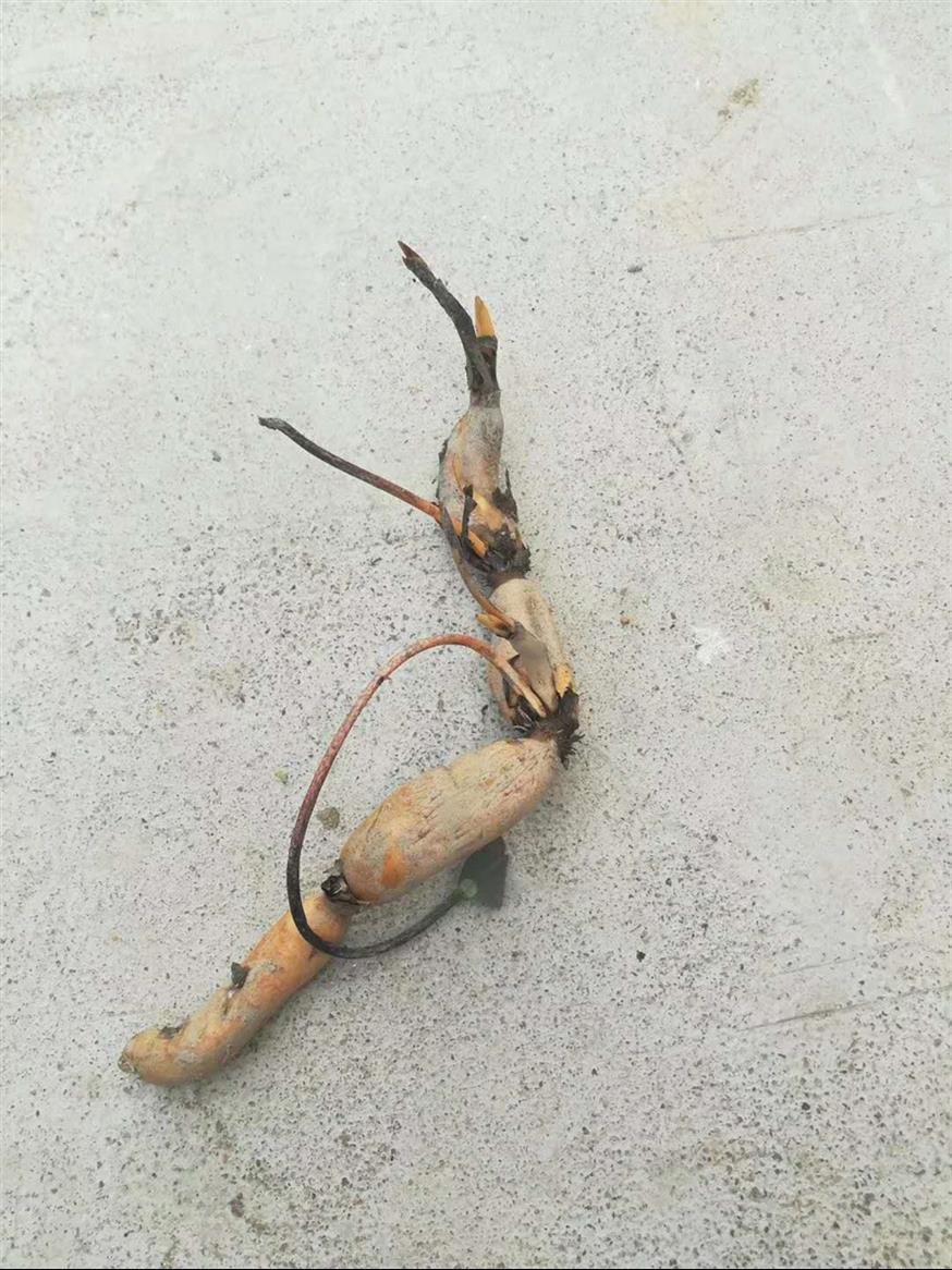 福建正宗莲藕种批发价格