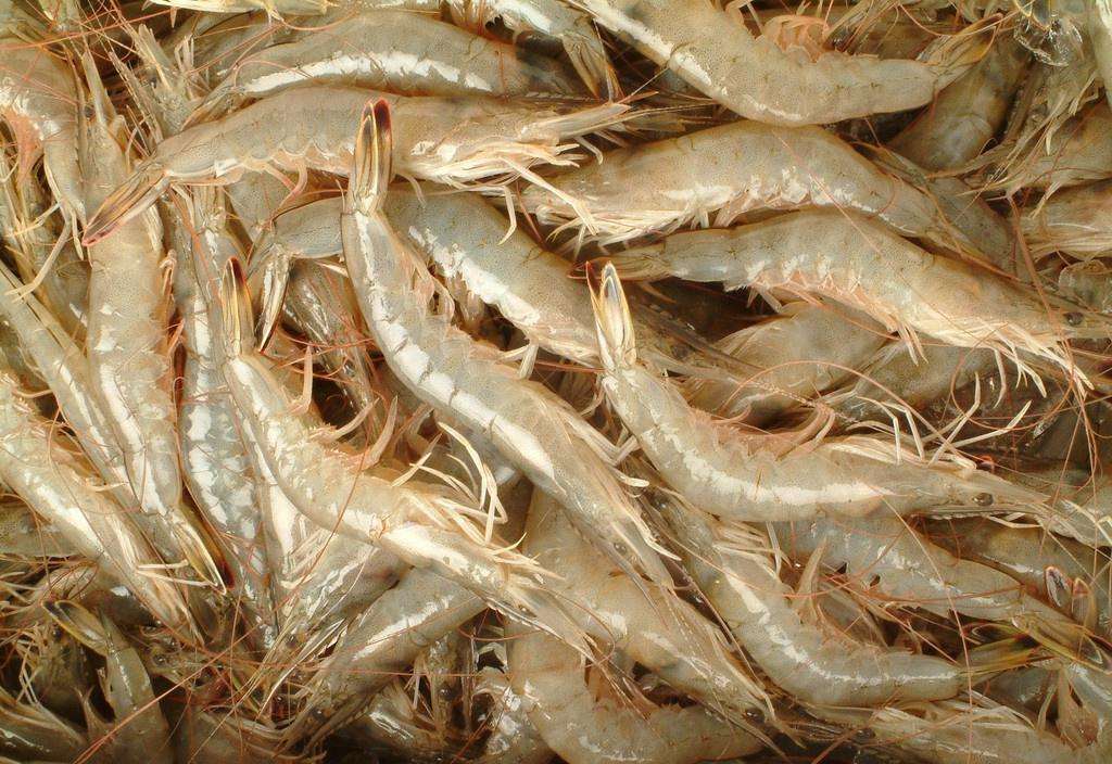 安康小龙虾养殖技术方法有哪些?