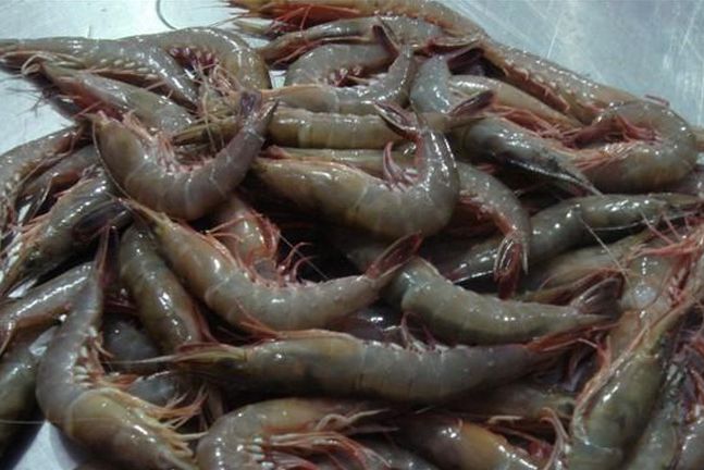 深圳南美白对虾养殖价格