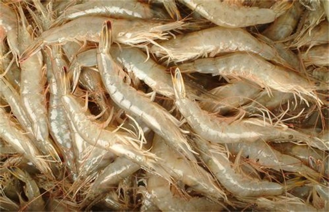 三明南美白对虾养殖多少钱