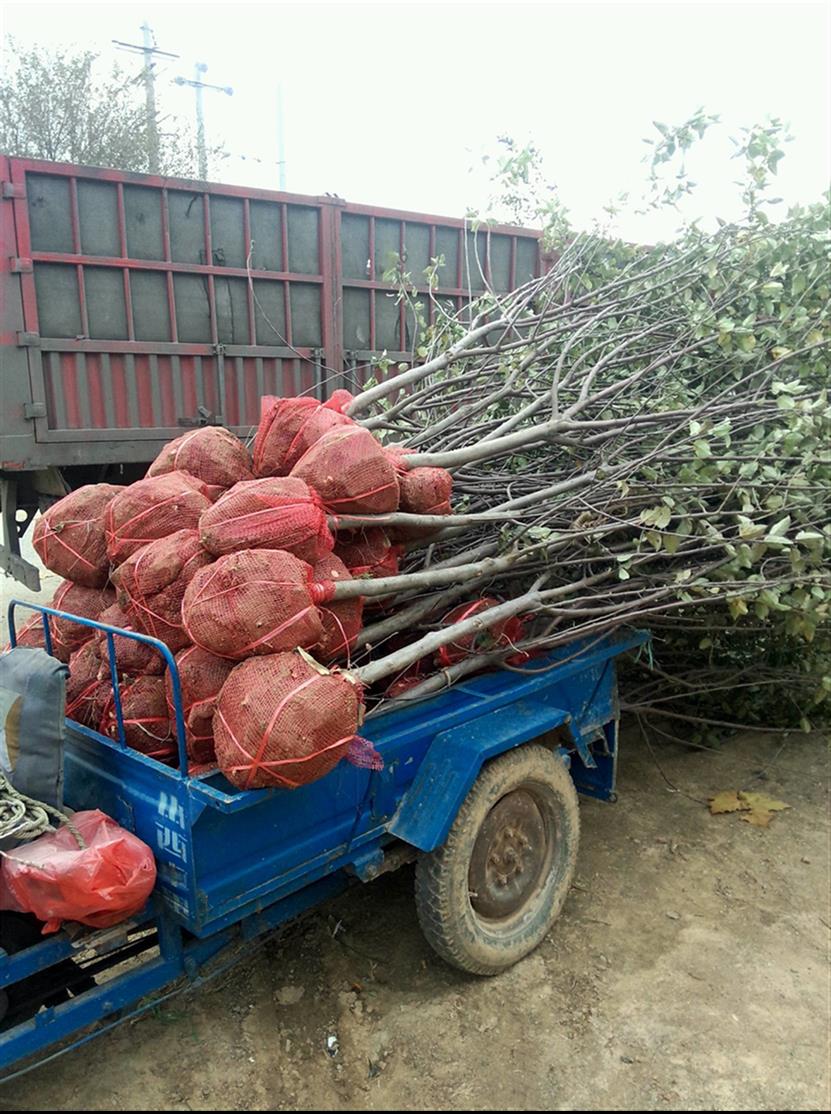 山西2公分苹果苗规格