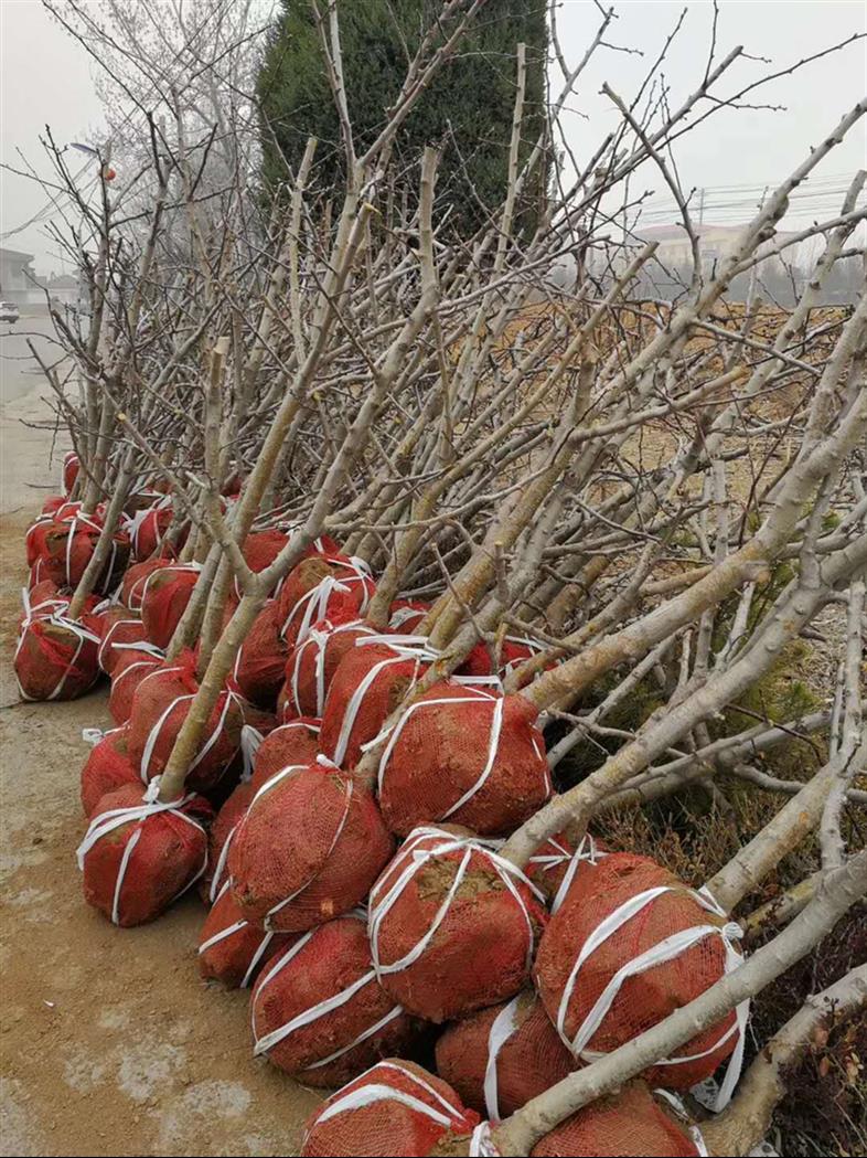 山西2公分苹果苗规格