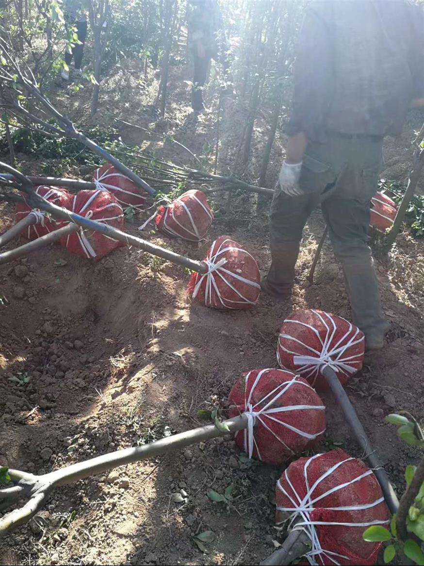 山西2公分苹果苗规格