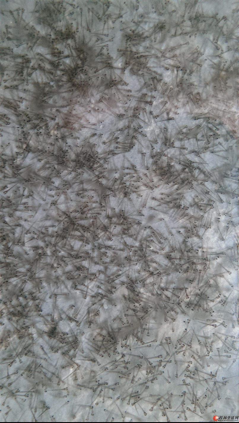 巴中泥鳅水花苗收购