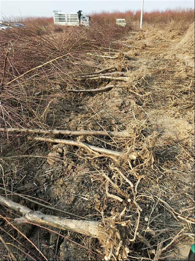 6公分占地桃树厂家