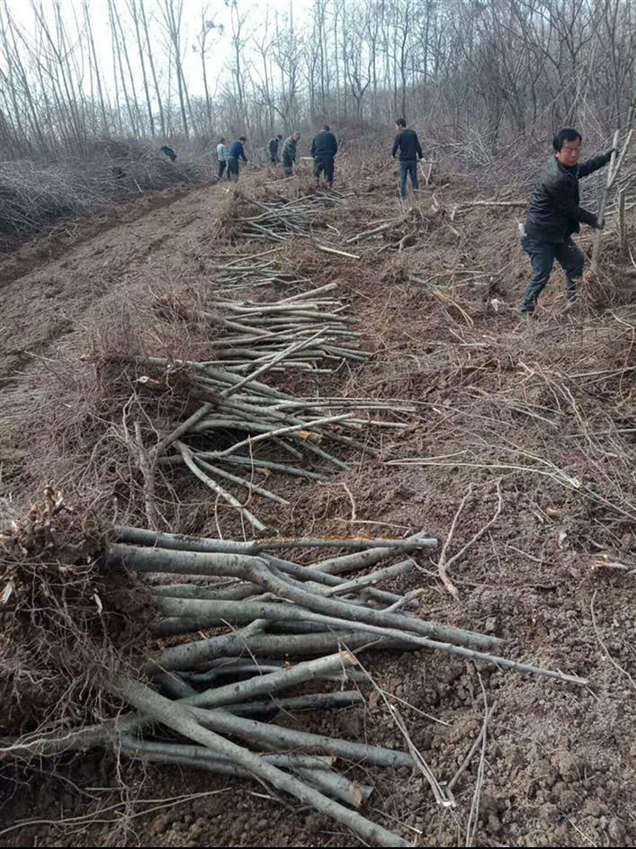 6公分占地桃树厂家