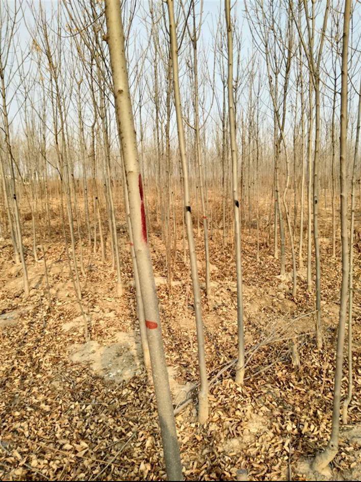 山东白蜡树苗出售价格