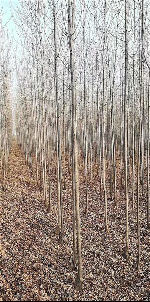 河北白蜡树苗批发价价格
