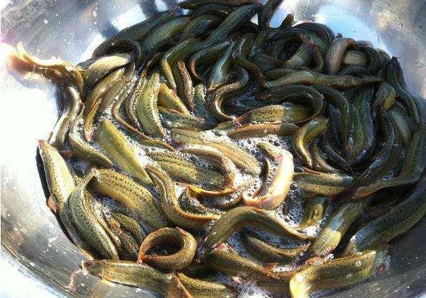 济源泥鳅养殖基地