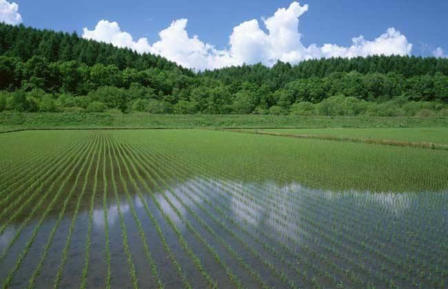 朝阳泥鳅养殖技术