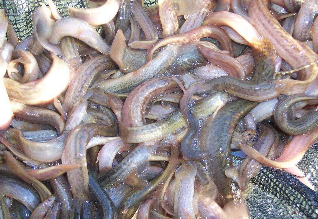 湖南野生泥鳅苗批发