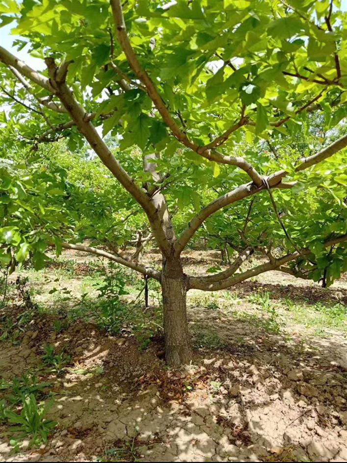 邢台山楂树苗批发基地