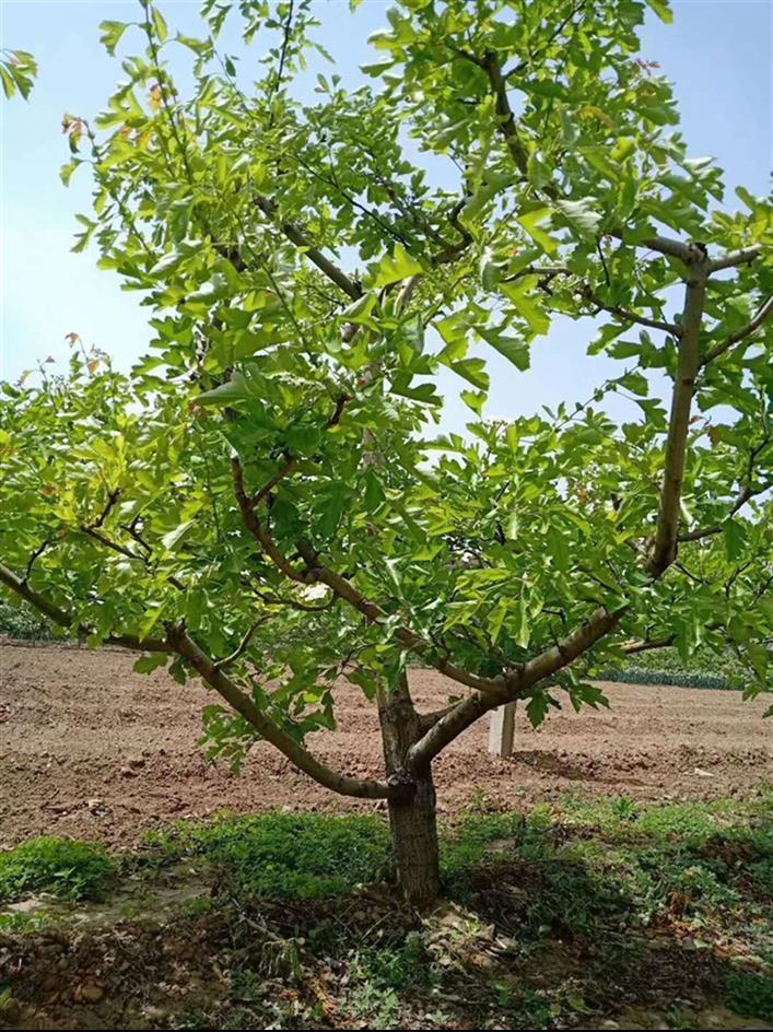 保定山楂树苗批发基地