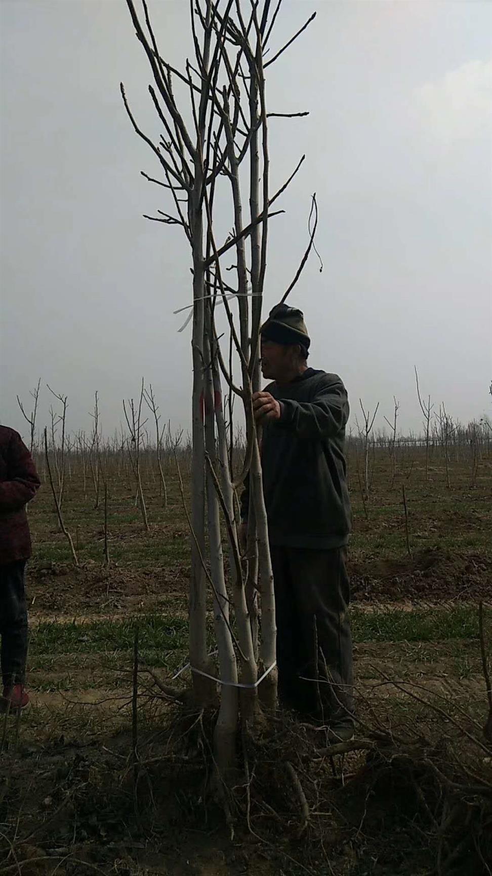 6公分核桃苗批发