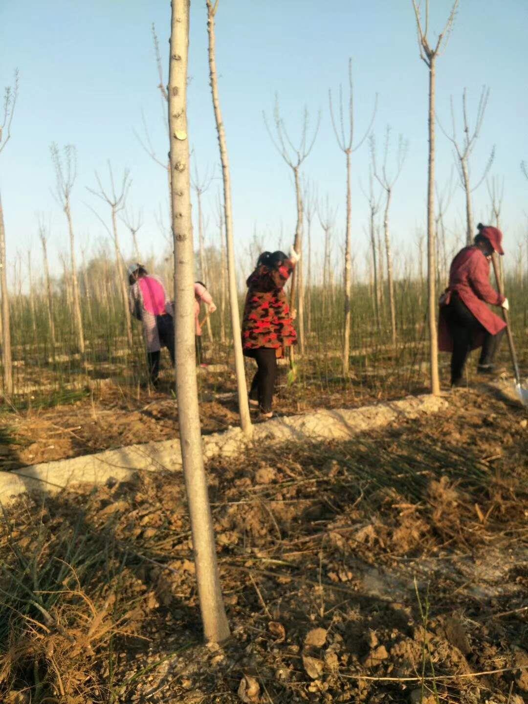 山东速生国槐小苗出售