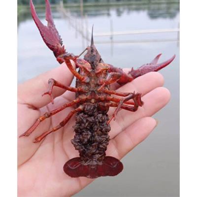 绵阳小龙虾苗