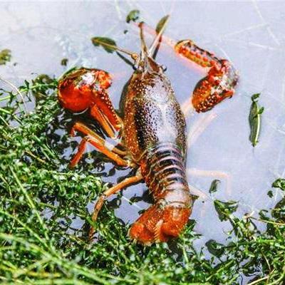 绵阳本地小龙虾苗