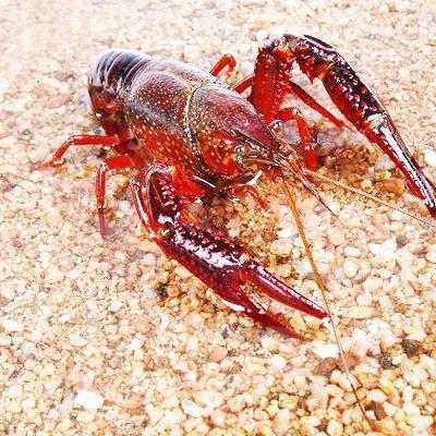 阿坝本地小龙虾苗供应商
