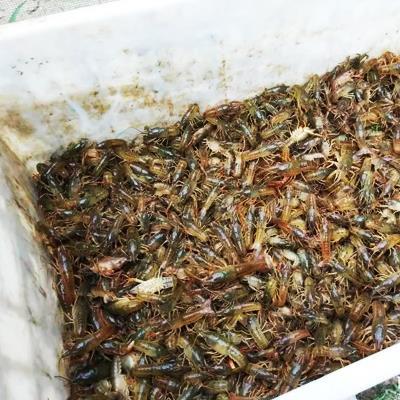 六盘水本地小龙虾苗供应商