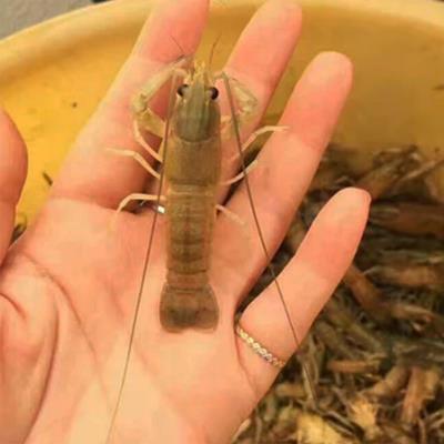 攀枝花四川小龙虾苗采购