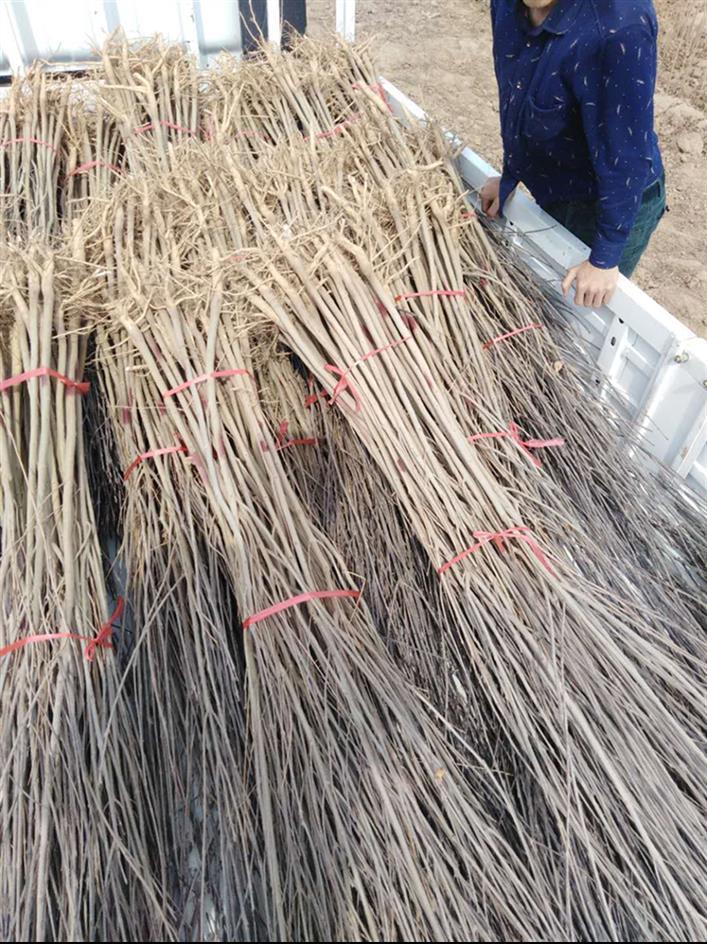 中油4号油桃树苗批发价