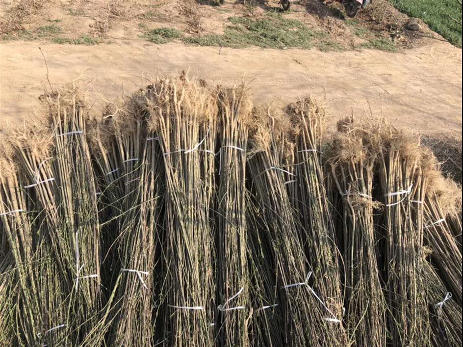 德州白蜡苗基地