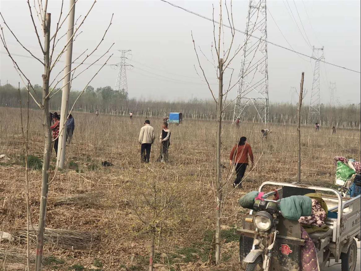 中油4号油桃树苗基地