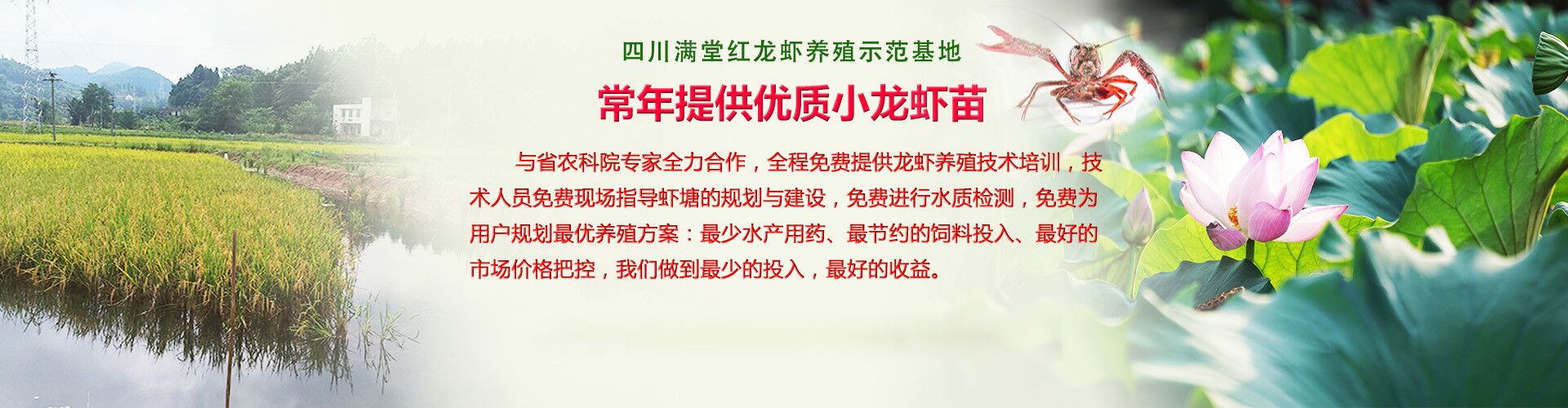 昆明小龙虾苗