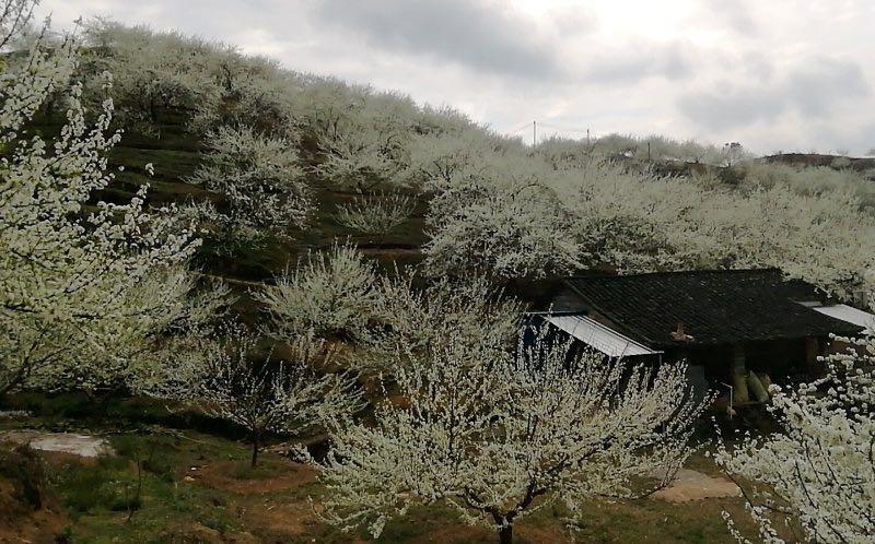浏阳市三华李出售