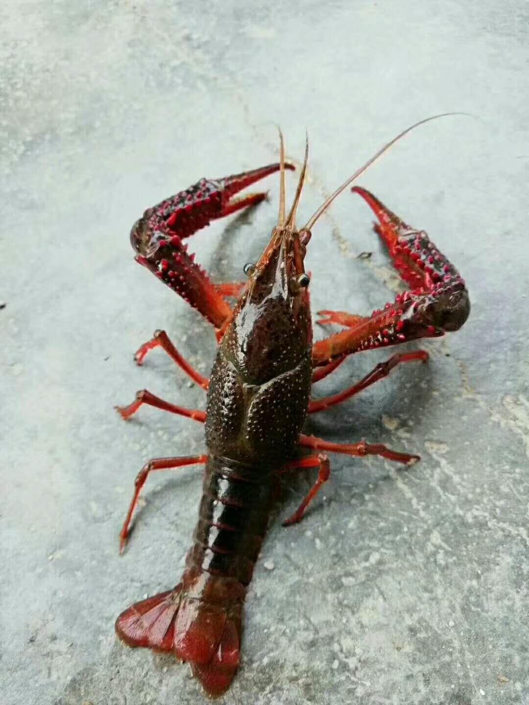湘潭龙虾批发