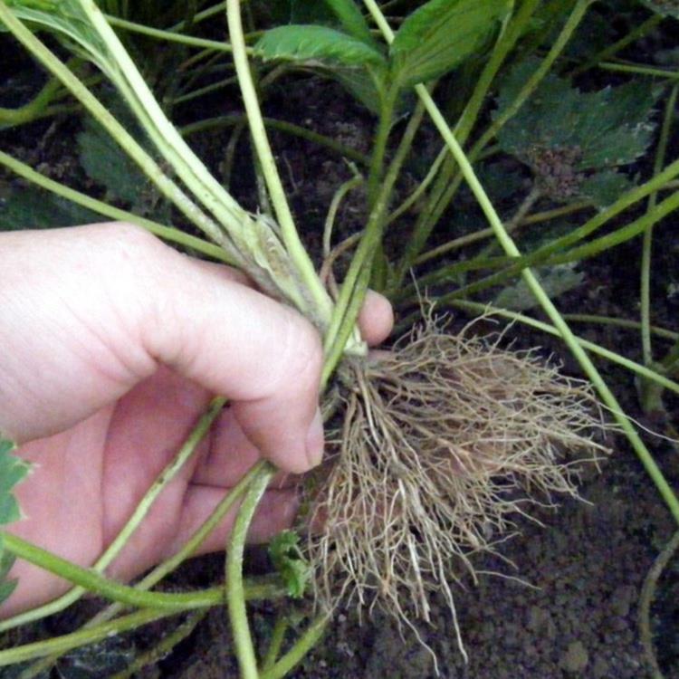 草莓苗基地脱毒草莓苗批发价格