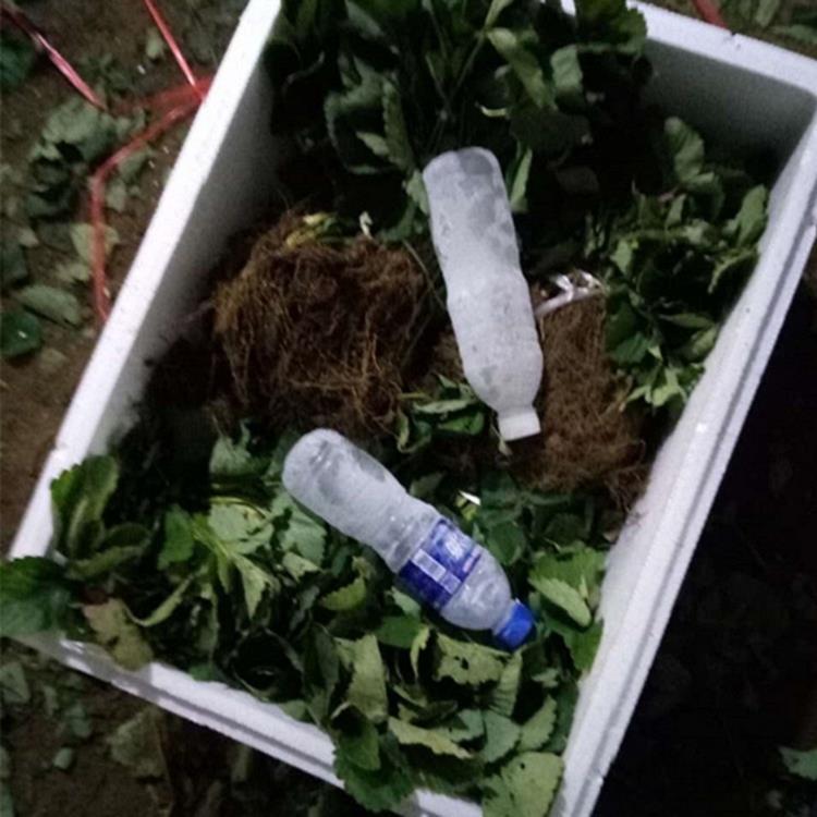 甜查理草莓苗批发价格