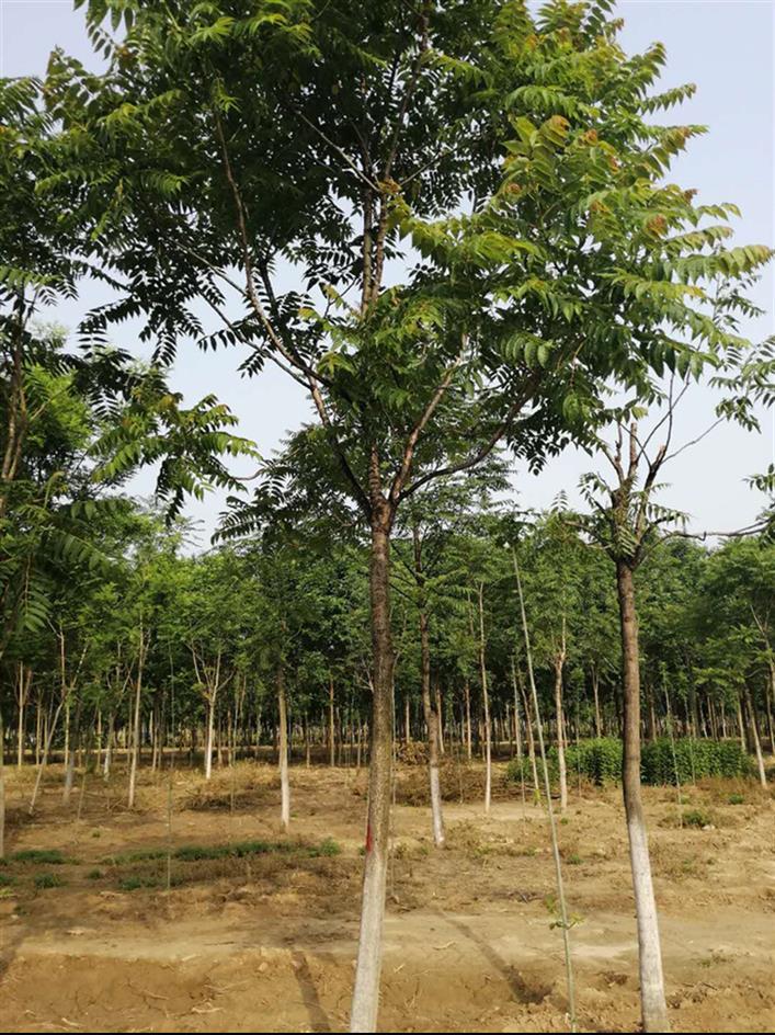 山东10公分千头椿苗木基地