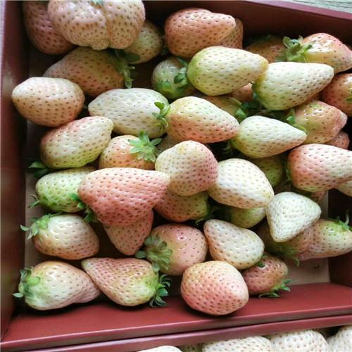 黔莓1号草莓苗一亩地产量多少斤