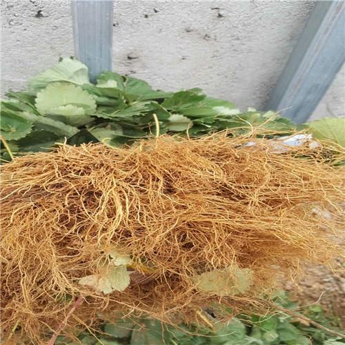 黔莓1号草莓苗一亩地产量多少斤