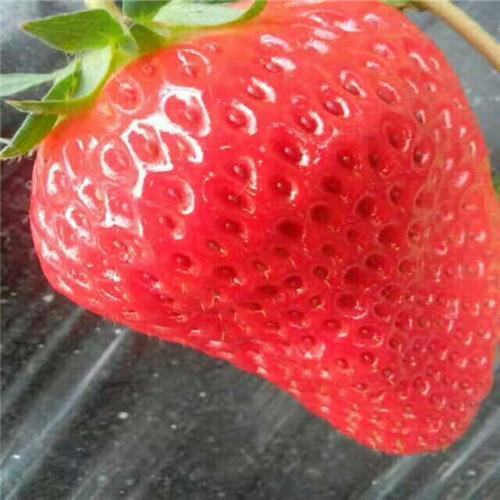 拉松6号草莓苗一亩地产量多少斤