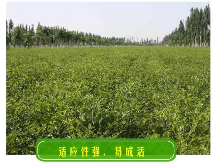 冬枣树苗价格