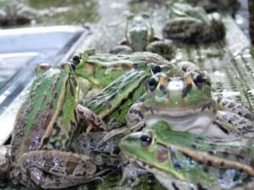 廊坊黑斑蛙种苗养殖