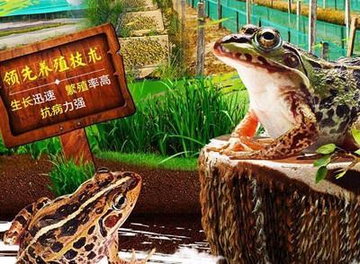 郴州养殖青蛙技术