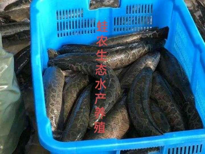 湖州黑鱼的技术养殖