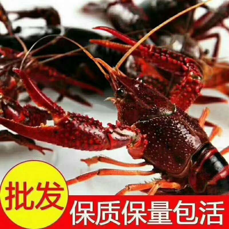 江苏龙虾养殖培训价格