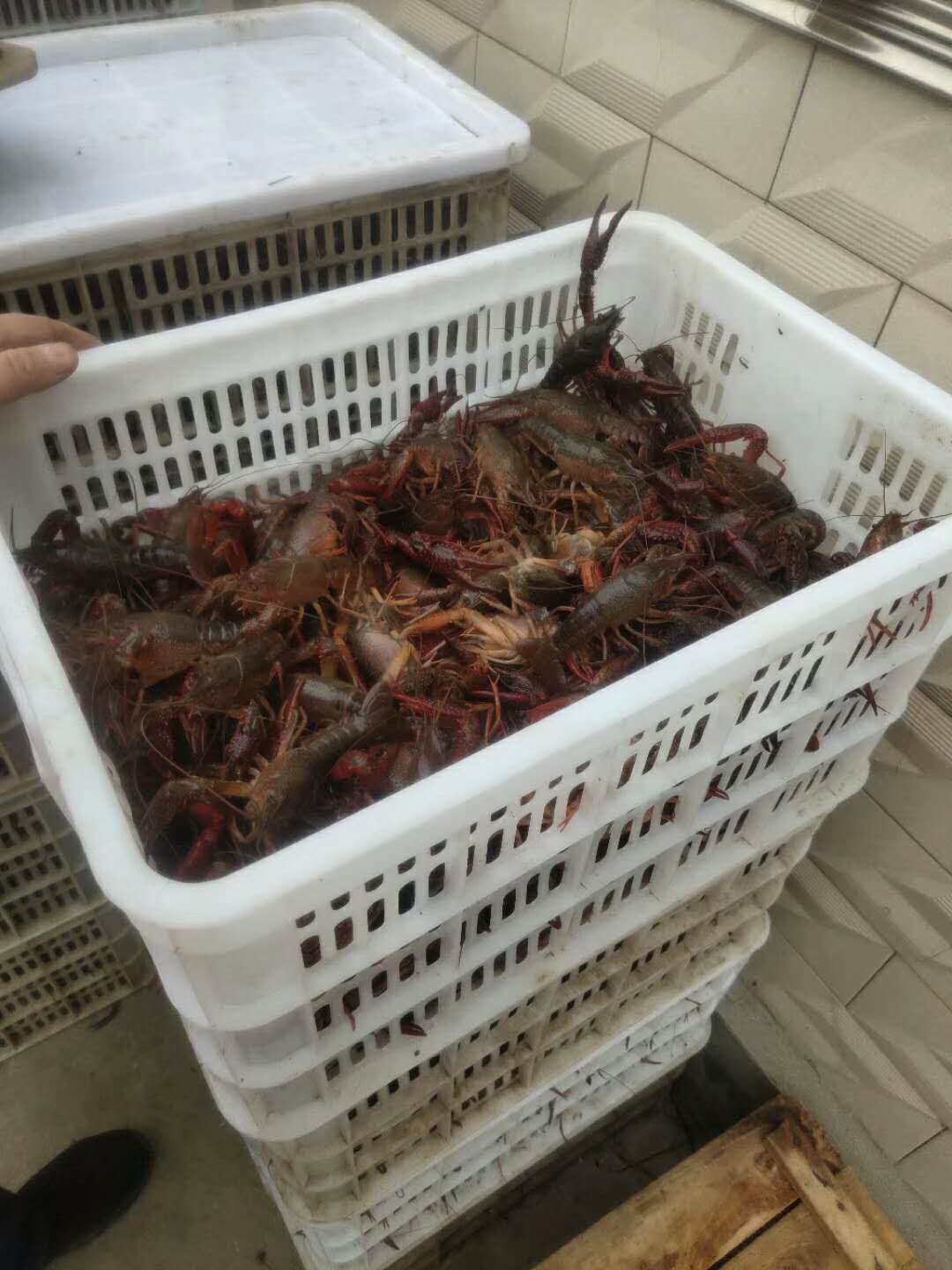 楚雄小龙虾养殖培训